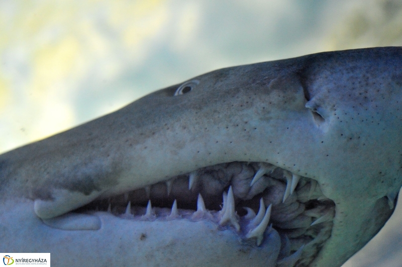 Évértékelő az Állatparkban - fotó Szarka Lajos