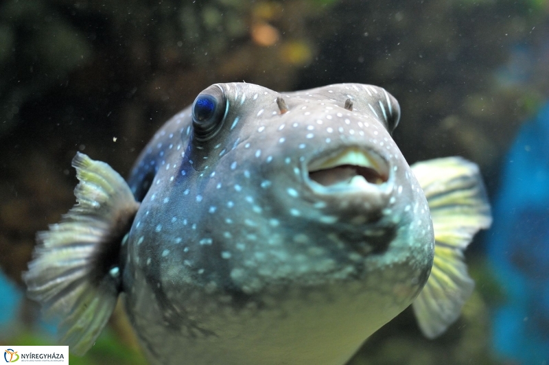 Évértékelő az Állatparkban - fotó Szarka Lajos