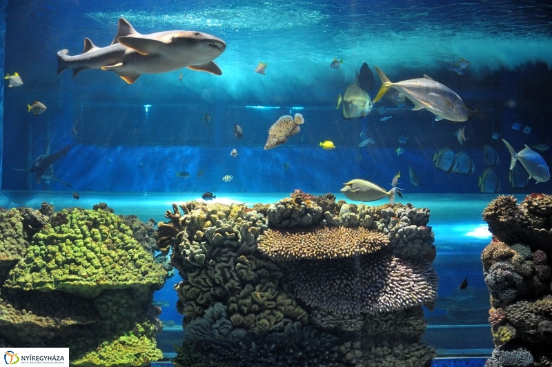 Évértékelő az Állatparkban - fotó Szarka Lajos