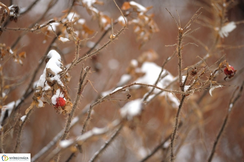 És újra hó - fotó Szarka Lajos