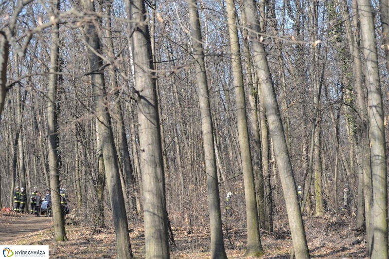 Fakivágási gyakorlat a Sóstói erdőben - fotó Szarka Lajos