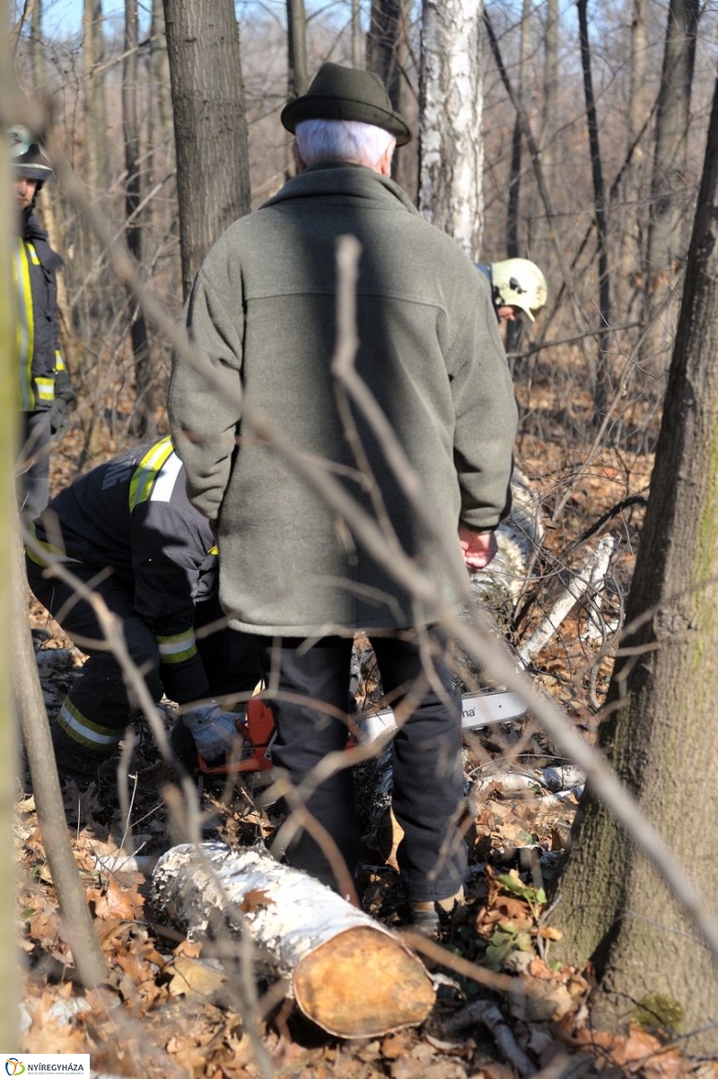 Fakivágási gyakorlat a Sóstói erdőben - fotó Szarka Lajos