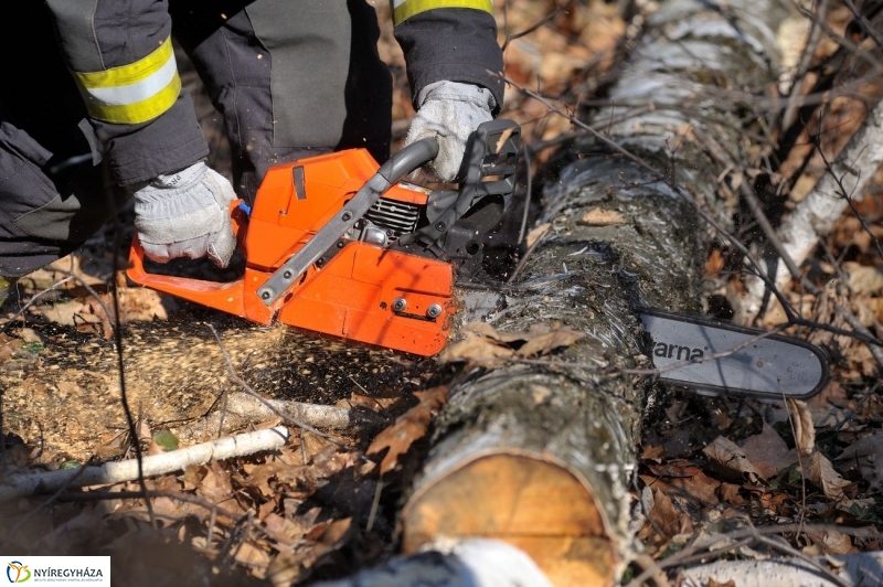 Fakivágási gyakorlat a Sóstói erdőben - fotó Szarka Lajos