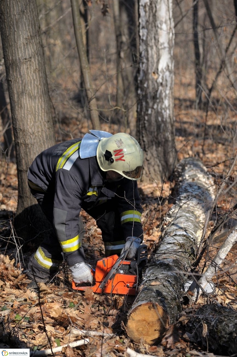 Fakivágási gyakorlat a Sóstói erdőben - fotó Szarka Lajos