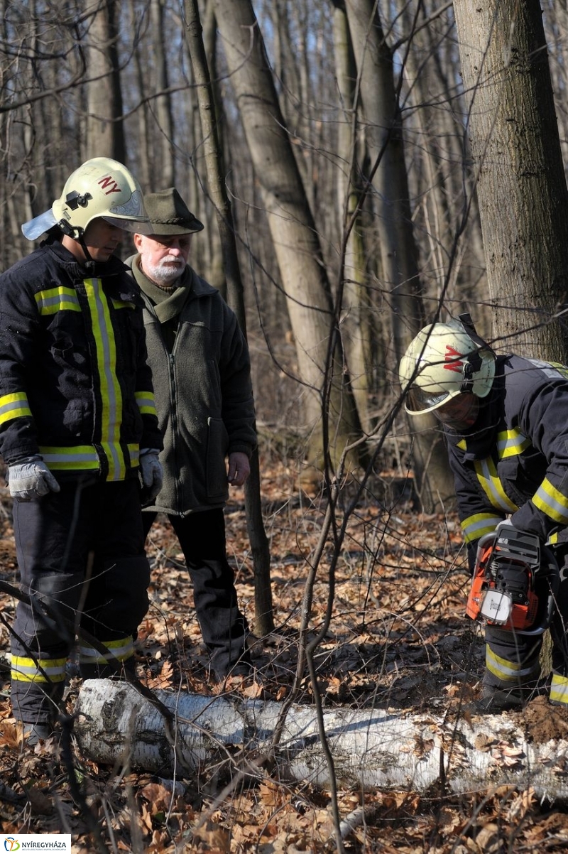 Fakivágási gyakorlat a Sóstói erdőben - fotó Szarka Lajos