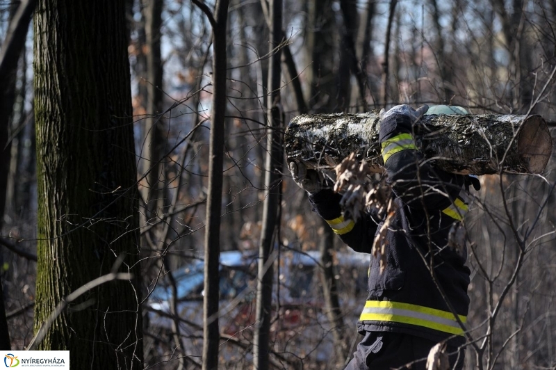 Fakivágási gyakorlat a Sóstói erdőben - fotó Szarka Lajos