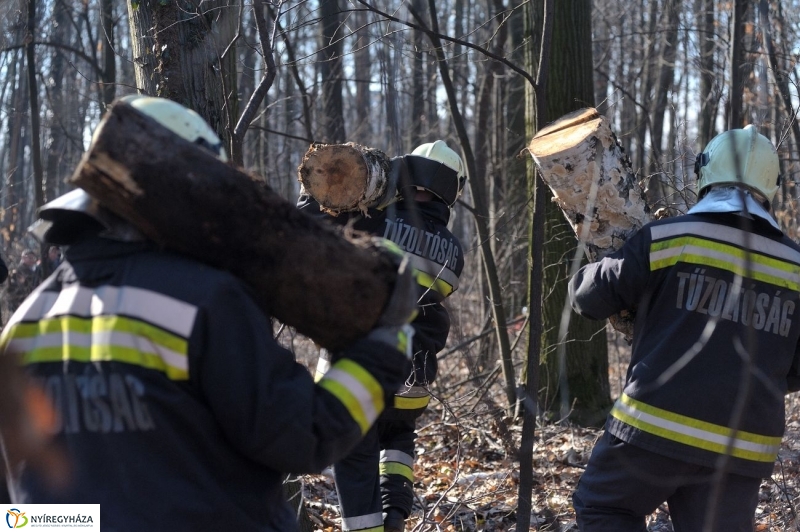 Fakivágási gyakorlat a Sóstói erdőben - fotó Szarka Lajos