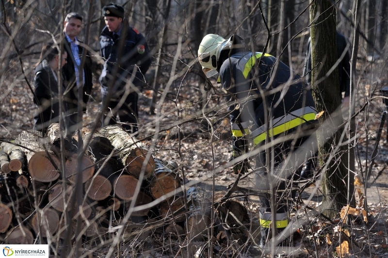 Fakivágási gyakorlat a Sóstói erdőben - fotó Szarka Lajos