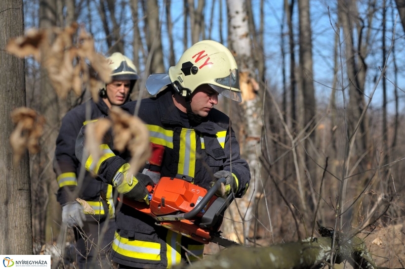 Fakivágási gyakorlat a Sóstói erdőben - fotó Szarka Lajos