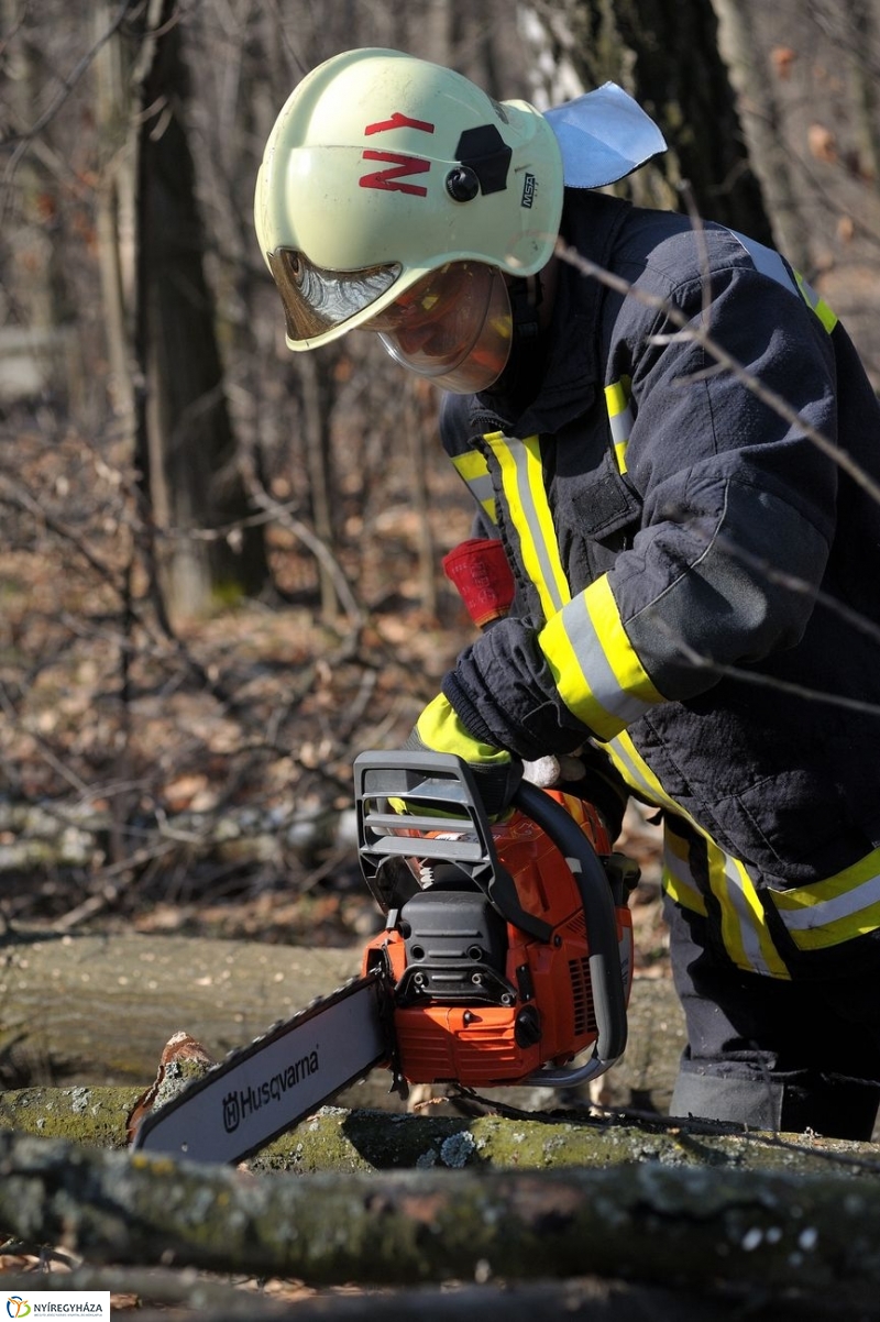 Fakivágási gyakorlat a Sóstói erdőben - fotó Szarka Lajos