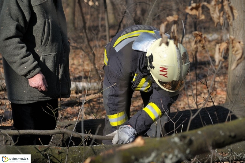 Fakivágási gyakorlat a Sóstói erdőben - fotó Szarka Lajos