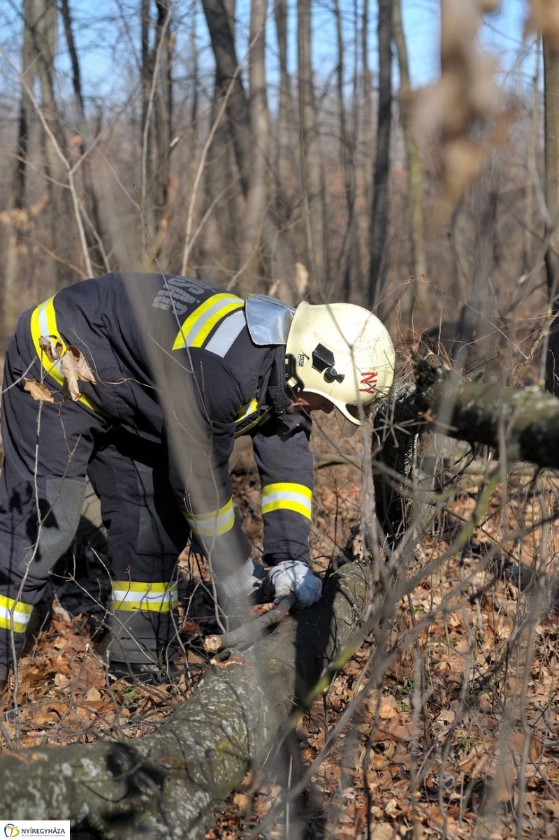Fakivágási gyakorlat a Sóstói erdőben - fotó Szarka Lajos