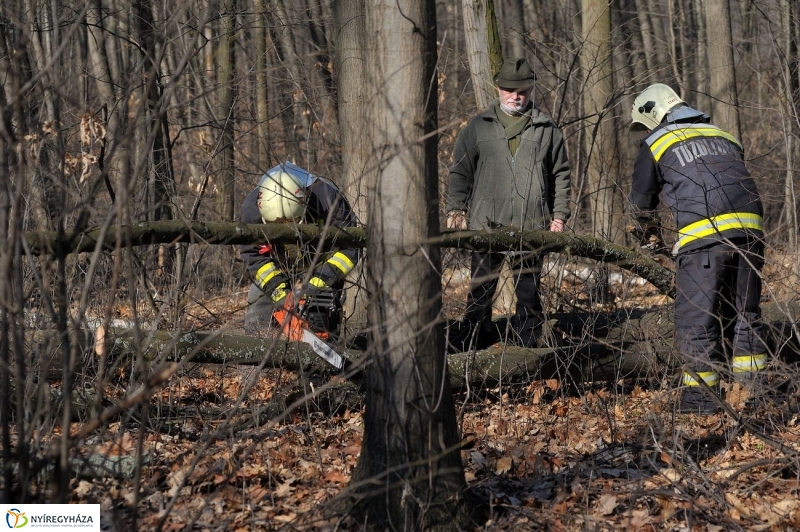 Fakivágási gyakorlat a Sóstói erdőben - fotó Szarka Lajos