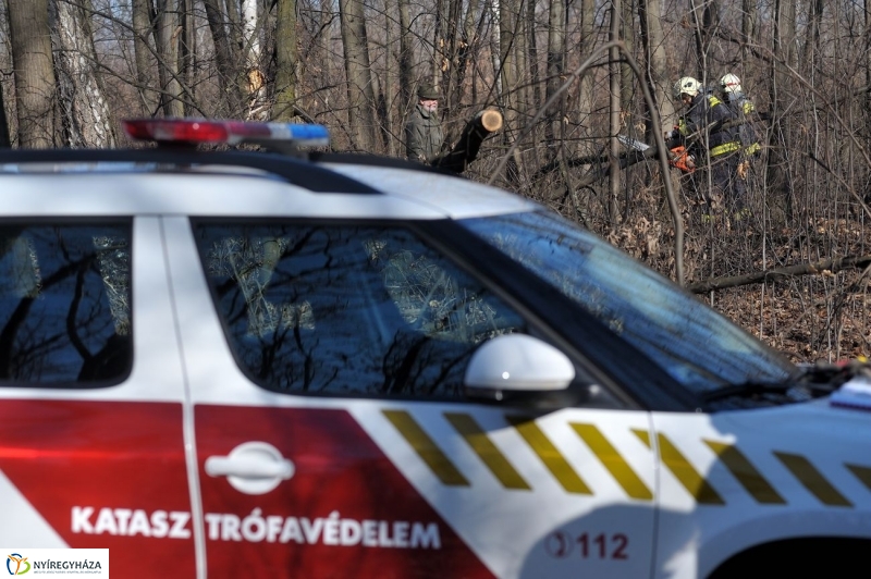 Fakivágási gyakorlat a Sóstói erdőben - fotó Szarka Lajos