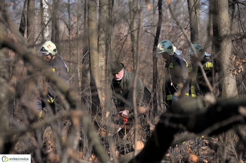Fakivágási gyakorlat a Sóstói erdőben - fotó Szarka Lajos