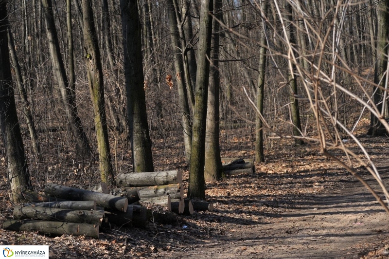 Fakivágási gyakorlat a Sóstói erdőben - fotó Szarka Lajos
