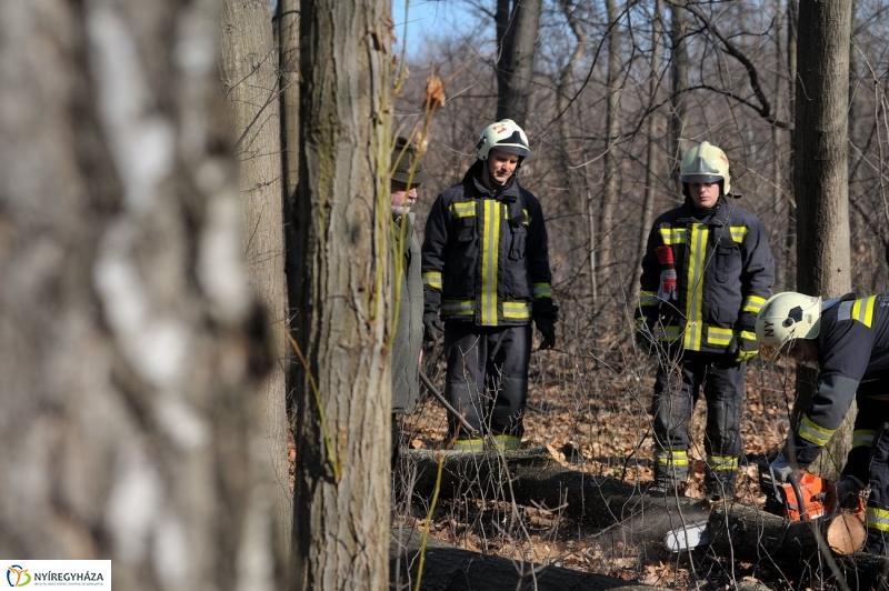 Fakivágási gyakorlat a Sóstói erdőben - fotó Szarka Lajos