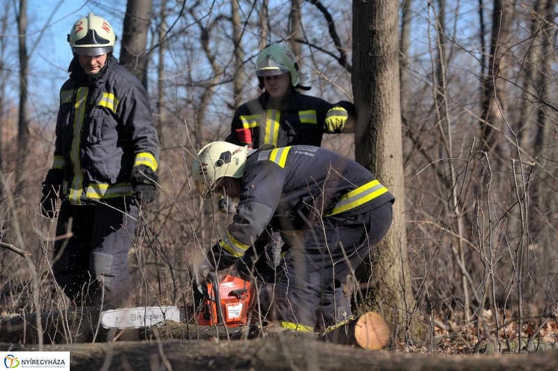 Fakivágási gyakorlat a Sóstói erdőben - fotó Szarka Lajos