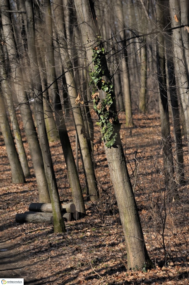 Fakivágási gyakorlat a Sóstói erdőben - fotó Szarka Lajos