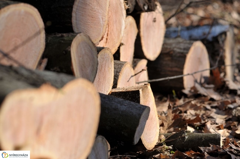 Fakivágási gyakorlat a Sóstói erdőben - fotó Szarka Lajos