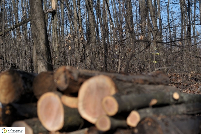 Fakivágási gyakorlat a Sóstói erdőben - fotó Szarka Lajos