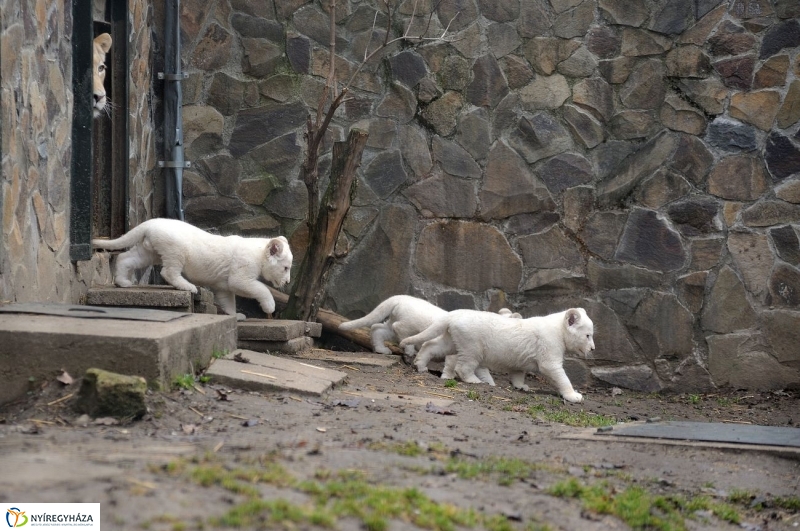 Fehér oroszlánkölykök az Állatparkban - fotó Szarka Lajos