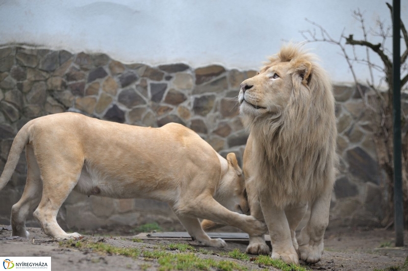 Fehér oroszlánkölykök az Állatparkban - fotó Szarka Lajos