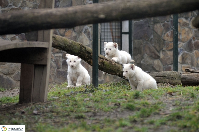 Fehér oroszlánkölykök az Állatparkban - fotó Szarka Lajos