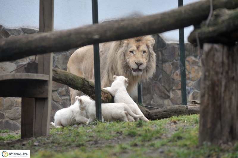 Fehér oroszlánkölykök az Állatparkban - fotó Szarka Lajos