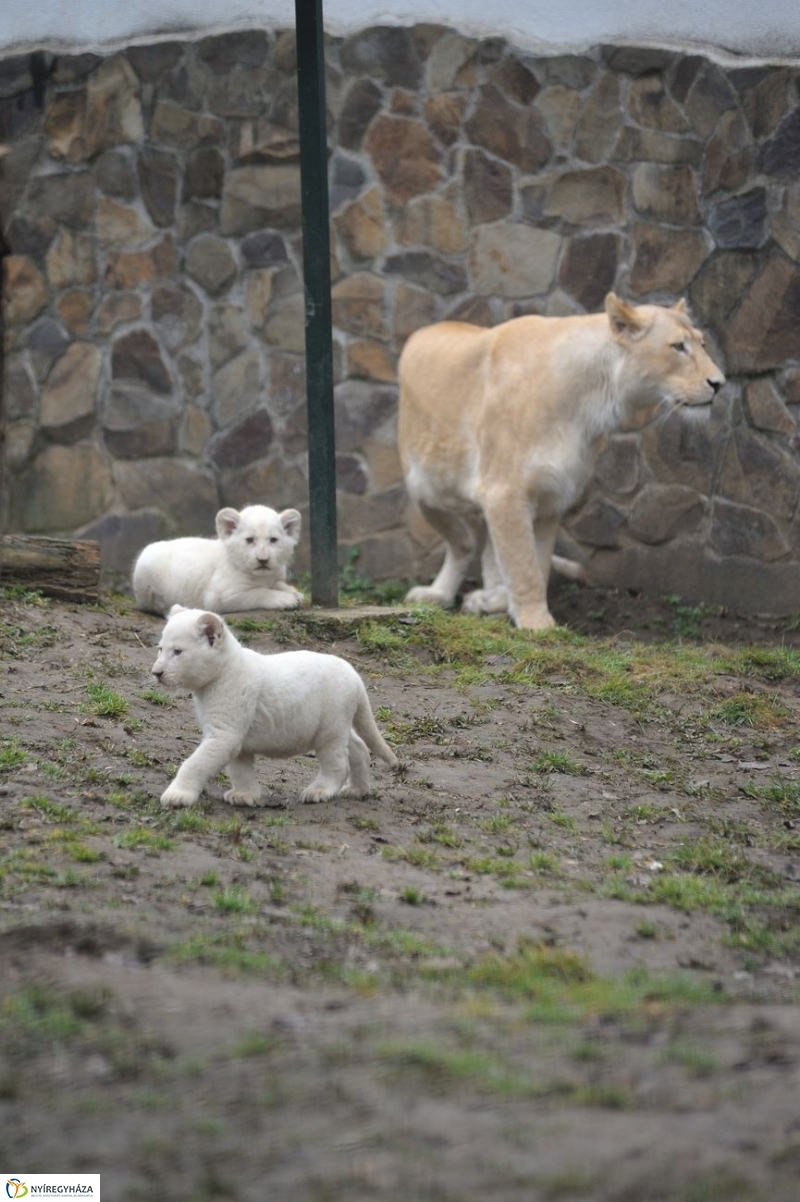 Fehér oroszlánkölykök az Állatparkban - fotó Szarka Lajos