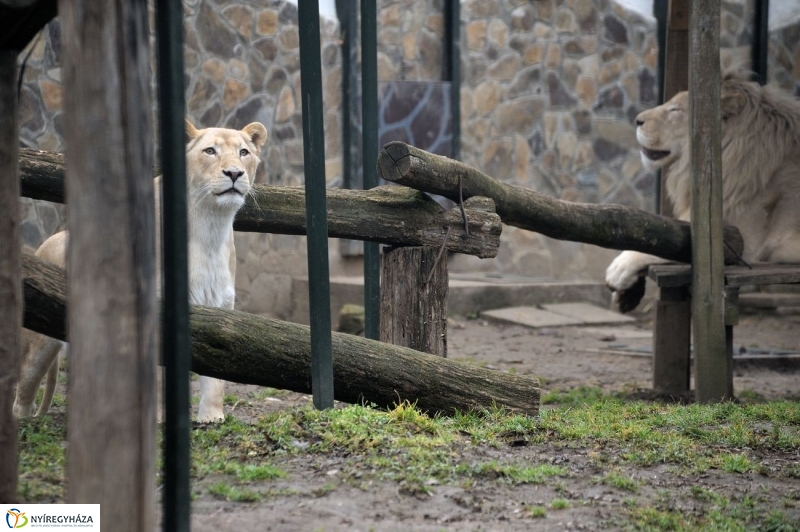 Fehér oroszlánkölykök az Állatparkban - fotó Szarka Lajos