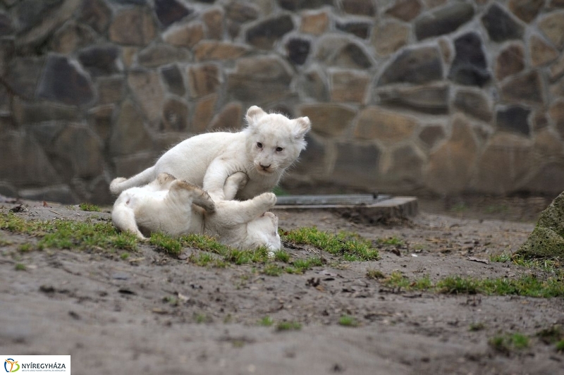 Fehér oroszlánkölykök az Állatparkban - fotó Szarka Lajos