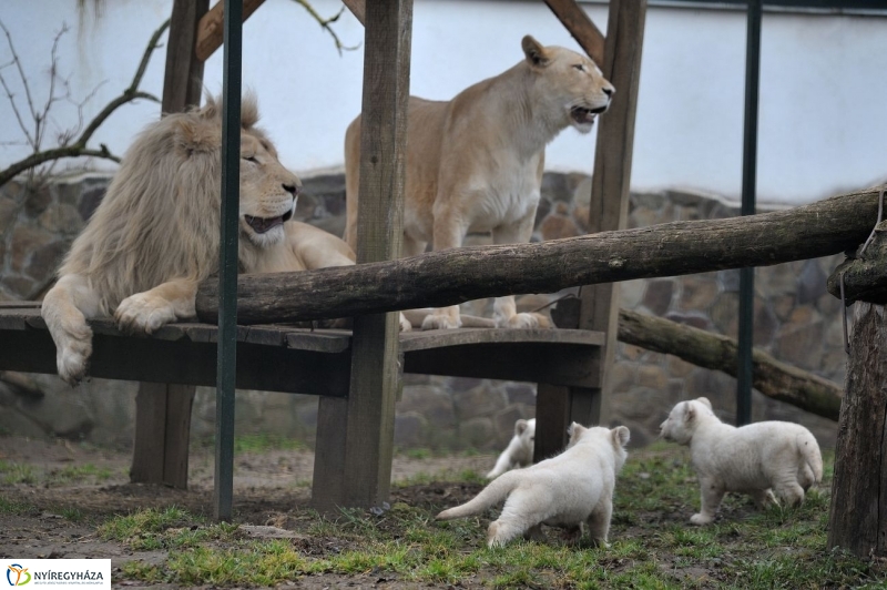 Fehér oroszlánkölykök az Állatparkban - fotó Szarka Lajos