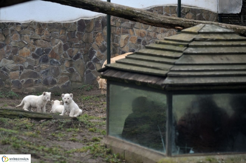 Fehér oroszlánkölykök az Állatparkban - fotó Szarka Lajos