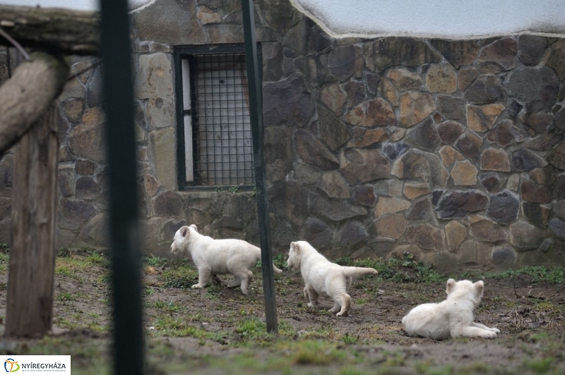 Fehér oroszlánkölykök az Állatparkban - fotó Szarka Lajos