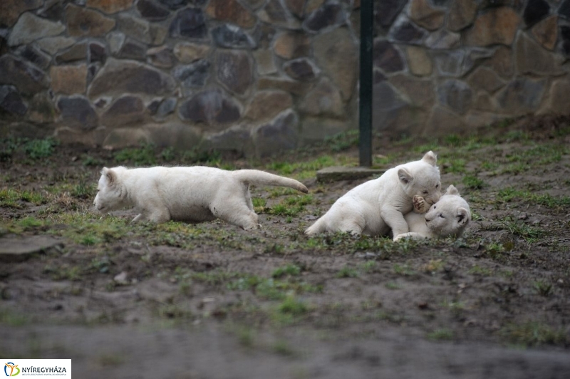 Fehér oroszlánkölykök az Állatparkban - fotó Szarka Lajos