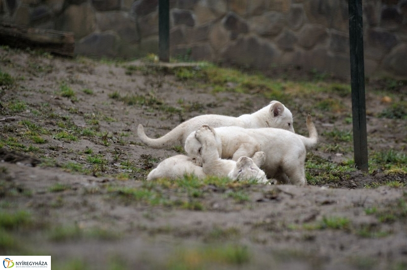 Fehér oroszlánkölykök az Állatparkban - fotó Szarka Lajos