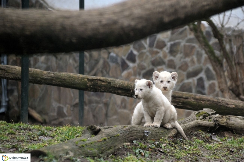 Fehér oroszlánkölykök az Állatparkban - fotó Szarka Lajos