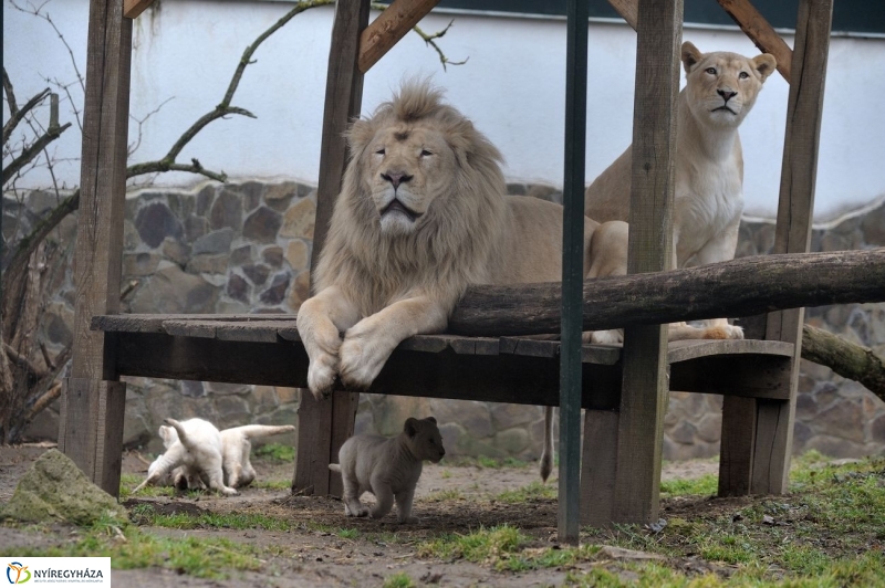 Fehér oroszlánkölykök az Állatparkban - fotó Szarka Lajos