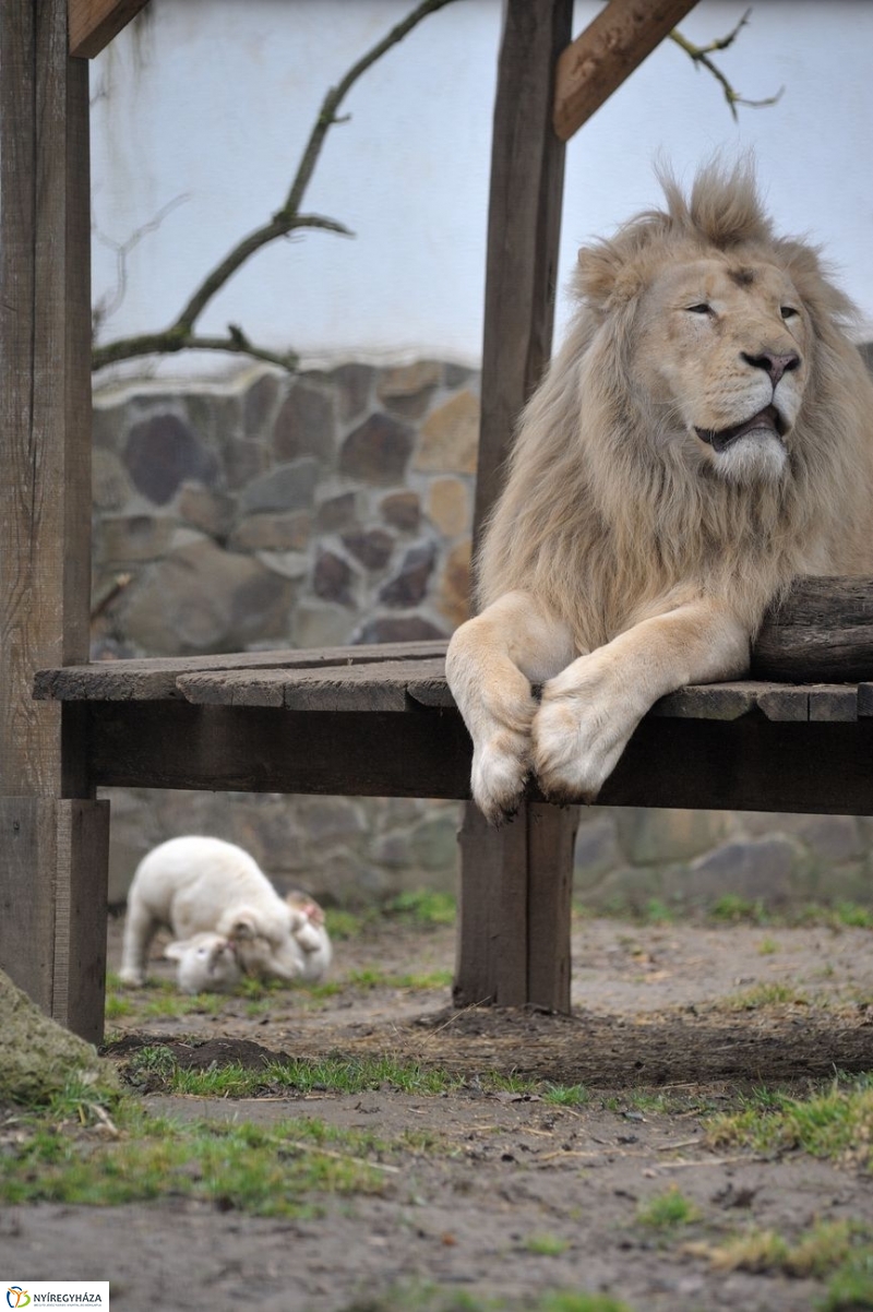 Fehér oroszlánkölykök az Állatparkban - fotó Szarka Lajos