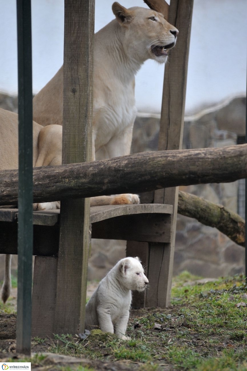 Fehér oroszlánkölykök az Állatparkban - fotó Szarka Lajos