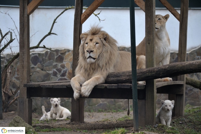 Fehér oroszlánkölykök az Állatparkban - fotó Szarka Lajos