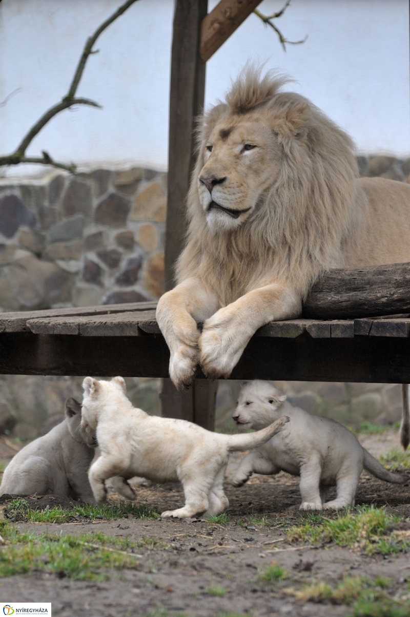 Fehér oroszlánkölykök az Állatparkban - fotó Szarka Lajos