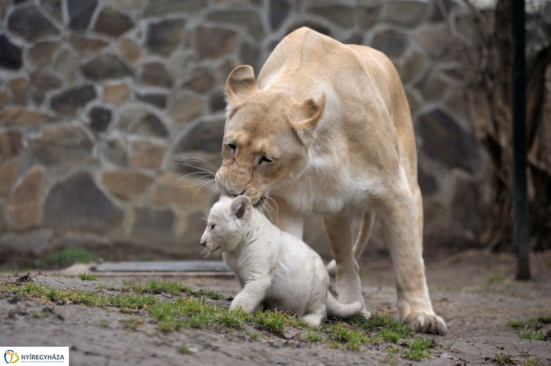 Fehér oroszlánkölykök az Állatparkban - fotó Szarka Lajos