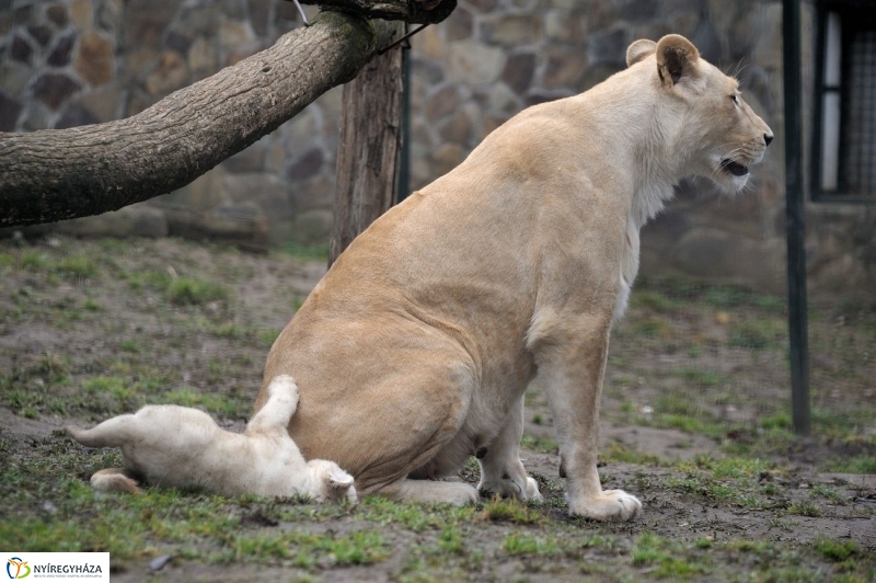 Fehér oroszlánkölykök az Állatparkban - fotó Szarka Lajos