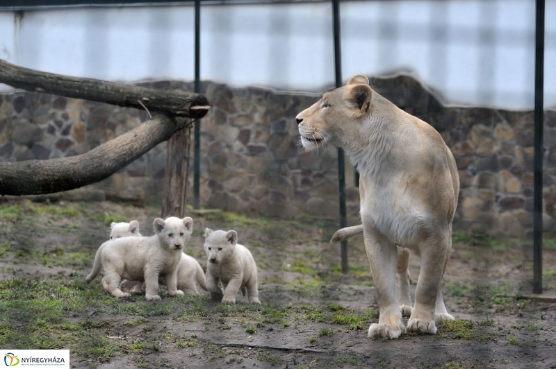 Fehér oroszlánkölykök az Állatparkban - fotó Szarka Lajos