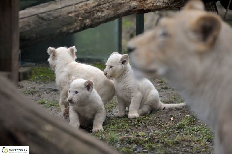 Fehér oroszlánkölykök az Állatparkban - fotó Szarka Lajos