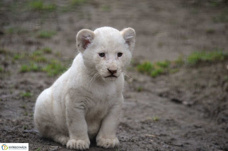 Fehér oroszlánkölykök az Állatparkban - fotó Szarka Lajos