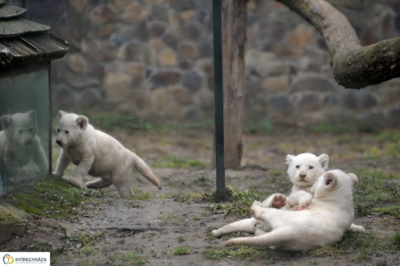 Fehér oroszlánkölykök az Állatparkban - fotó Szarka Lajos
