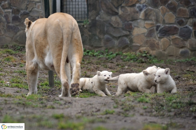 Fehér oroszlánkölykök az Állatparkban - fotó Szarka Lajos